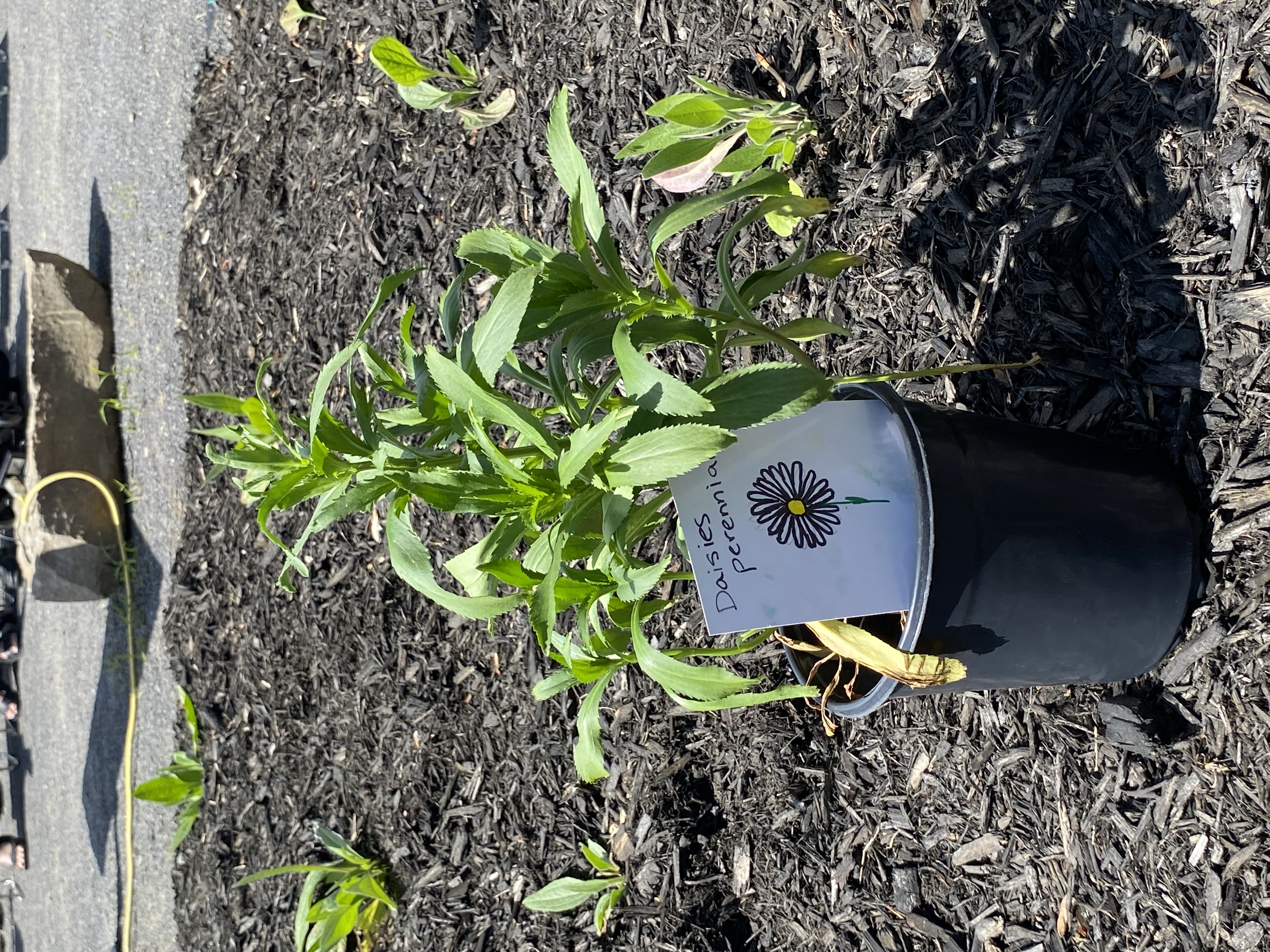 Potted Plant