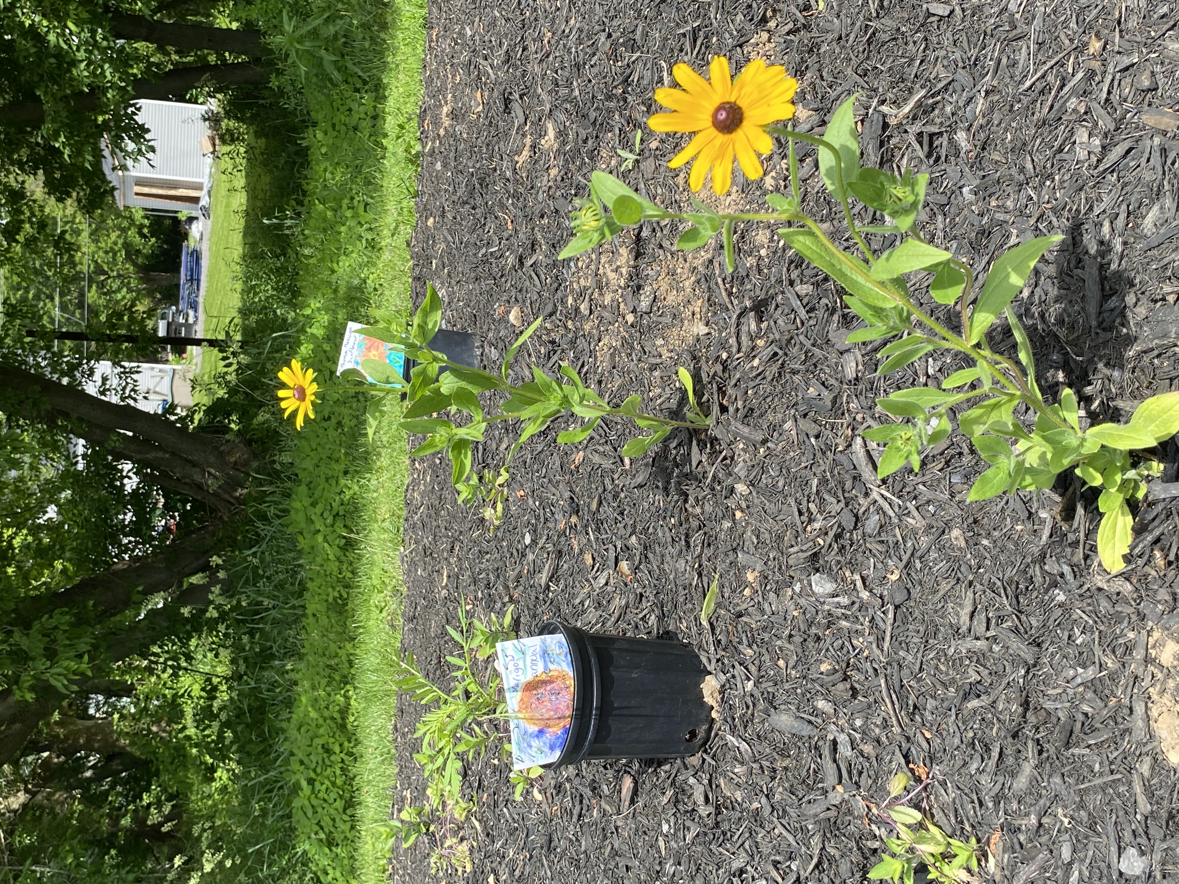 Yellow flowers