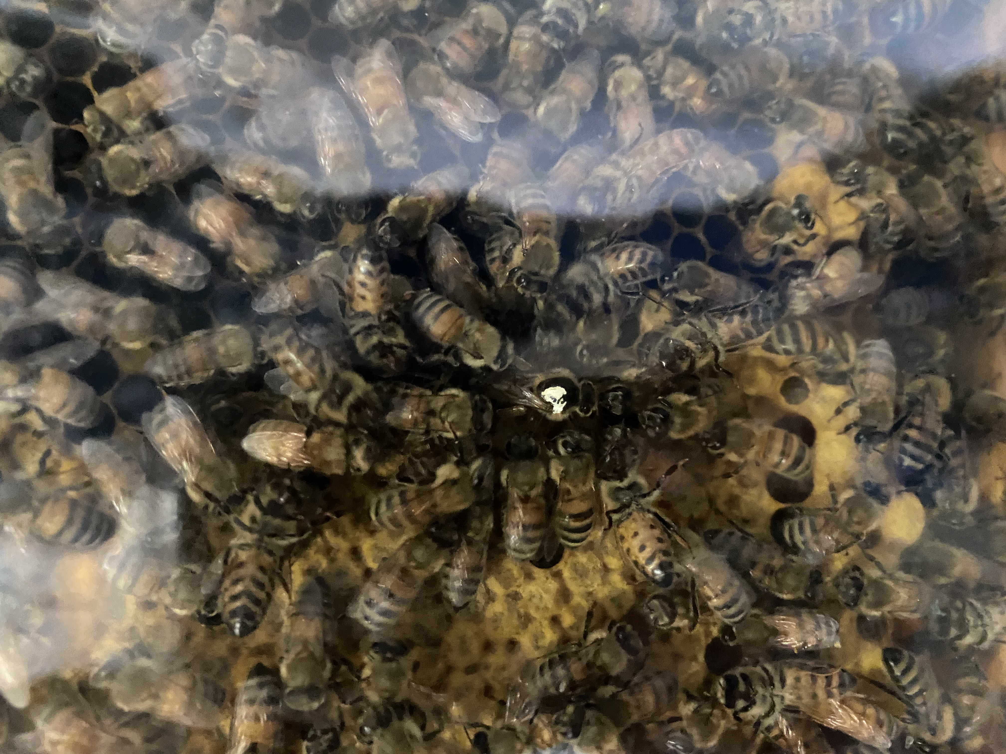 active honey bees