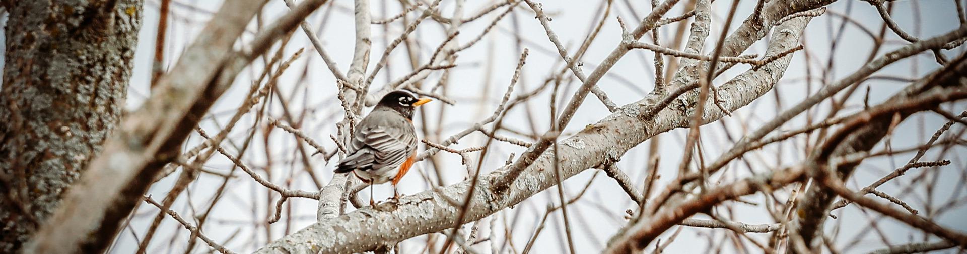 North Dundas Bird