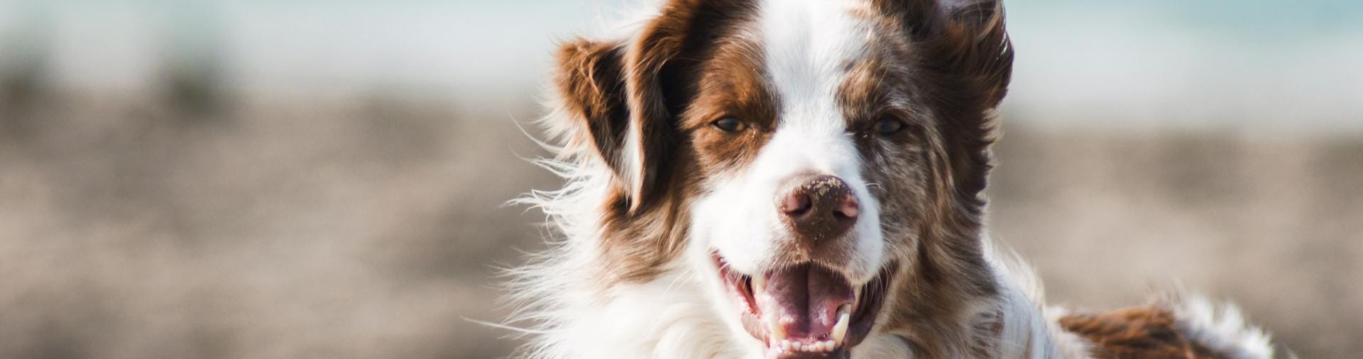 happy brown and white dog