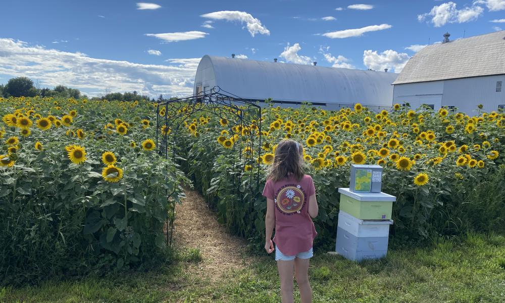 Child at a sunflower trail 