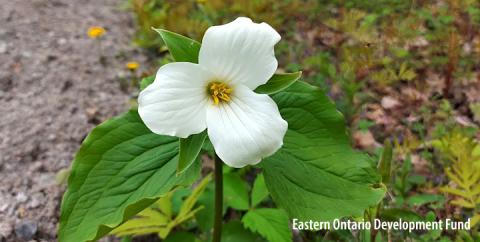 White Trillium Ontario's Flower
