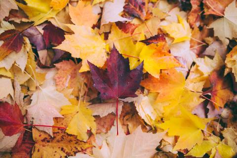 Red and yellow fall leaves