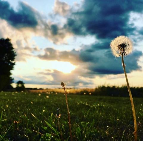 Pictured, a dandelion gone to seed in a field just outside of Chesterville. 