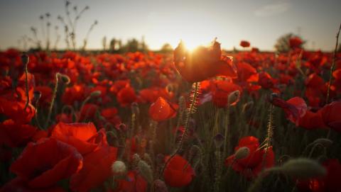 Field of poppies