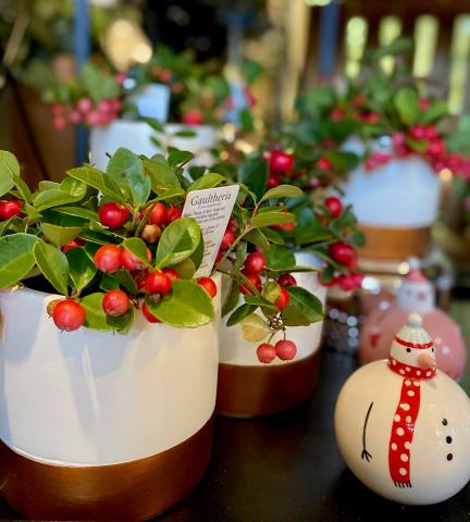 Christmas décor on display at The Planted Arrow in Winchester. 