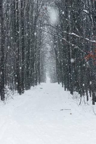 Walking through the snow in forest