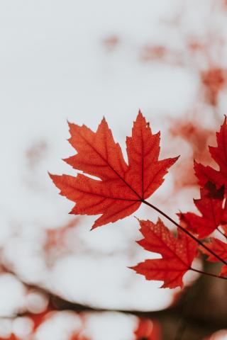 red maple leaf