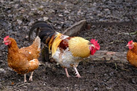 The Canadian Food Inspection Agency (CFIA) has confirmed cases of highly pathogenic avian influenza (H5N1) in Ontario. 