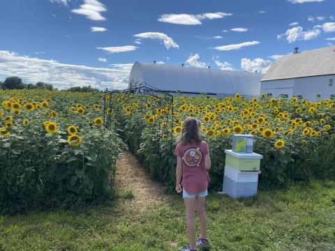 Child at a sunflower trail 