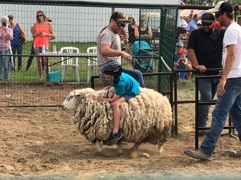 Kid in blue shirt sheep riding at South Mountain Fair 