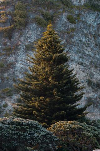 Empty Christmas Tree