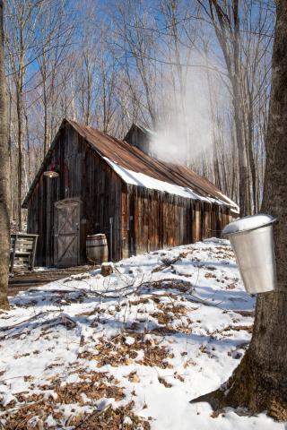 Sugar Shack in forest