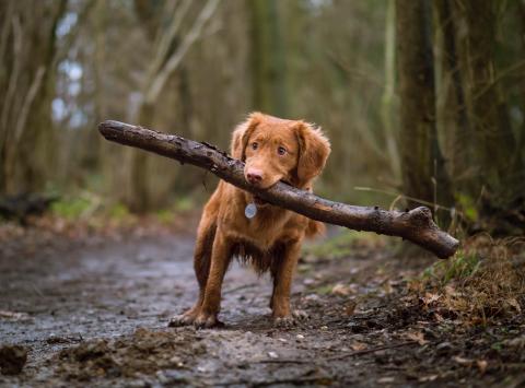 dog with stick